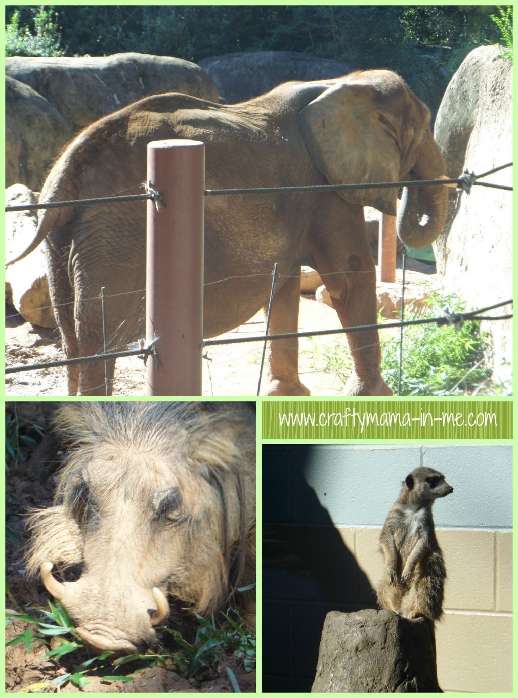 Our Zoo Atlanta Visit and Review